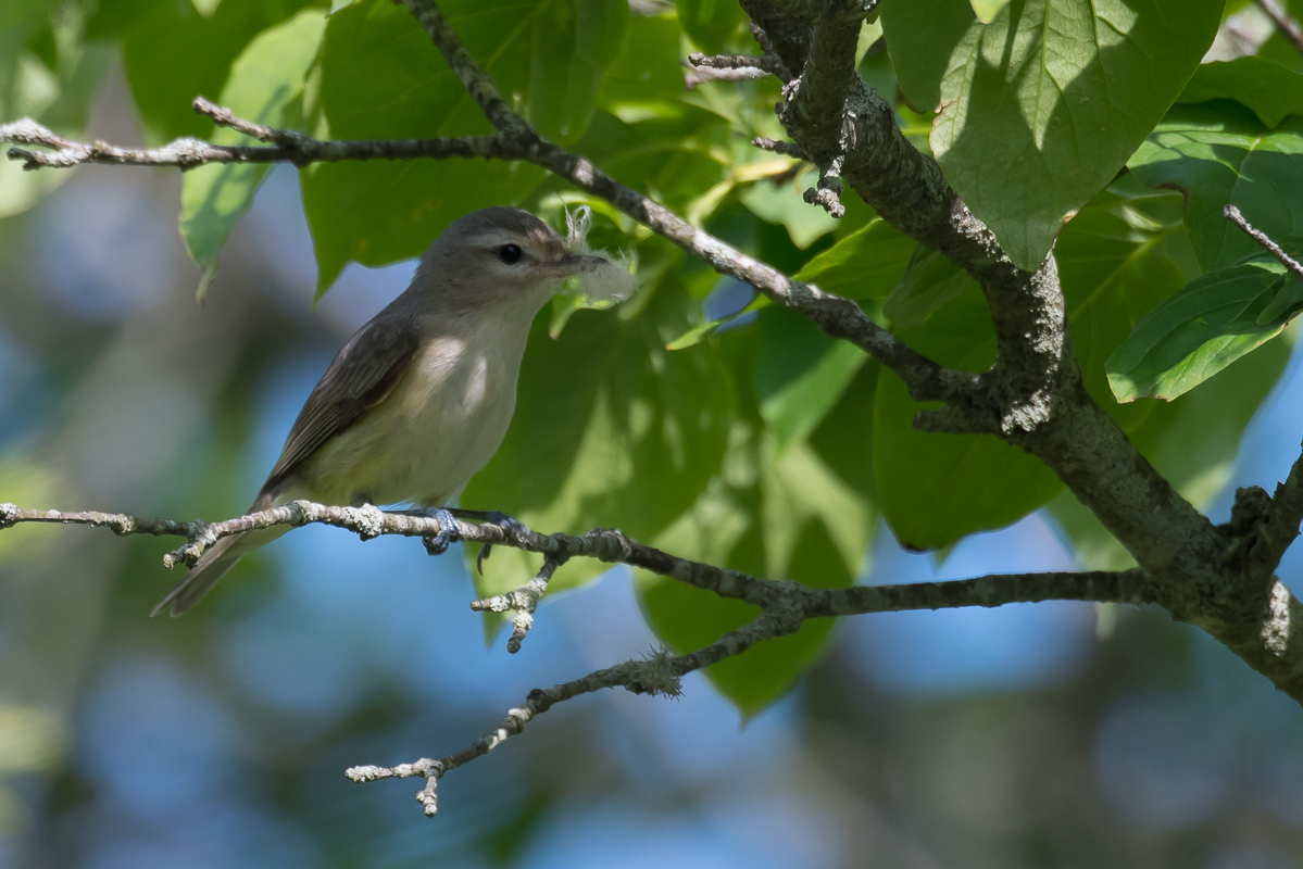 Orpheusvireo